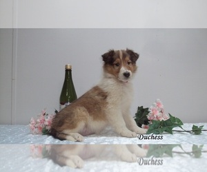 Collie Puppy for sale in CLARKRANGE, TN, USA