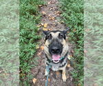Small German Shepherd Dog