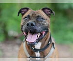 Small #2 Boxer Mix