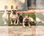 Small Photo #6 French Bulldog Puppy For Sale in GLENDORA, CA, USA
