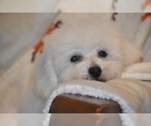 Bichpoo Puppy for sale in ELDORADO, OH, USA