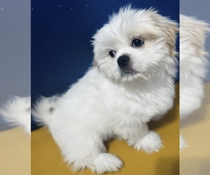 Shih Tzu Puppy for Sale in CHESAPEAKE, Virginia USA