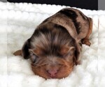 Puppy Puppy 5 Cavalier King Charles Spaniel