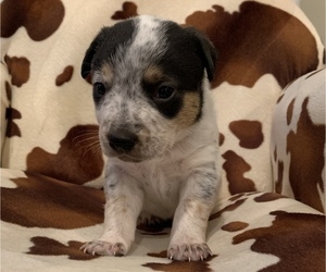 Australian Cattle Dog Puppy for sale in SALEM, OR, USA