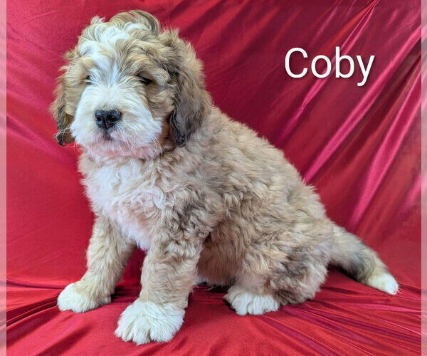 Medium Photo #7 Bernedoodle Puppy For Sale in CANON CITY, CO, USA