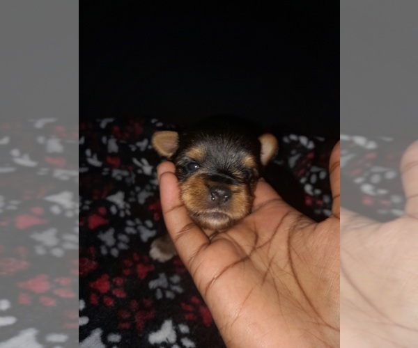 Medium Photo #1 Yorkshire Terrier Puppy For Sale in SHELBY, NC, USA