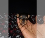 Small Photo #1 Yorkshire Terrier Puppy For Sale in SHELBY, NC, USA