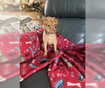 Small #1 Chihuahua Mix