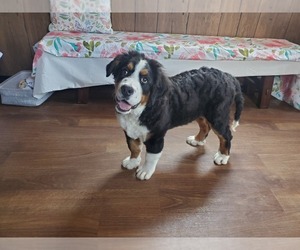 Bernese Mountain Dog Litter for sale in PEYTON, CO, USA