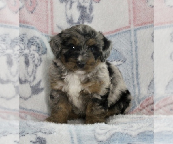 Medium Photo #2 Bernedoodle (Miniature) Puppy For Sale in FREDERICKSBURG, OH, USA
