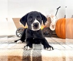 Hazel - Female Border Collie Puppy for Sale - Photo #3