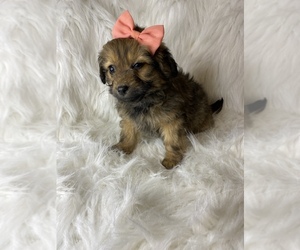 Pomeranian-Poodle (Toy) Mix Puppy for sale in BEECH GROVE, IN, USA