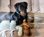 Small #2 Doberman Pinscher