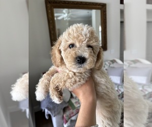 Medium Bichpoo