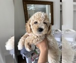Puppy Felix Bichpoo