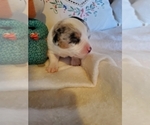 Puppy 7 Aussie-Corgi