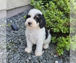 Small #3 Bernedoodle (Miniature)