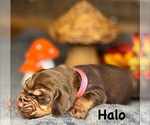 Small #6 Bloodhound