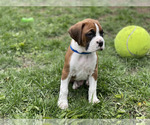 Small Photo #9 Boxer Puppy For Sale in CHICAGO, IL, USA