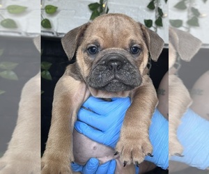 Bulldog Puppy for sale in RALEIGH, NC, USA