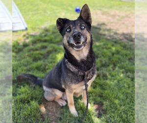 German Shepherd Dog Dogs for adoption in Modesto, CA, USA