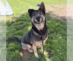 Small German Shepherd Dog