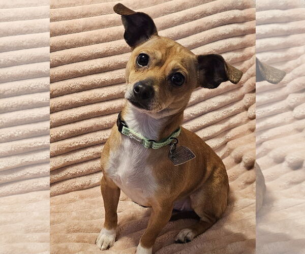 Medium Photo #2 Chihuahua-Unknown Mix Puppy For Sale in Oakhurst, NJ, USA