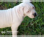 Small Photo #2 Cane Corso Puppy For Sale in ROSE HILL, TX, USA