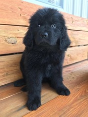 Newfoundland Puppy for sale in JACKSON, MO, USA