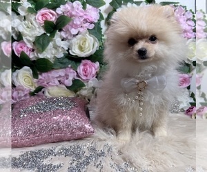 Pomeranian Puppy for sale in HAYWARD, CA, USA