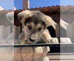 Puppy 3 Siberian Husky-Wolf Hybrid Mix