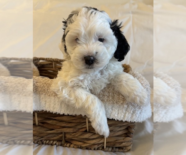 Medium Photo #14 Miniature Bernedoodle Puppy For Sale in AUBURNDALE, FL, USA