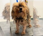 Small #1 Mutt