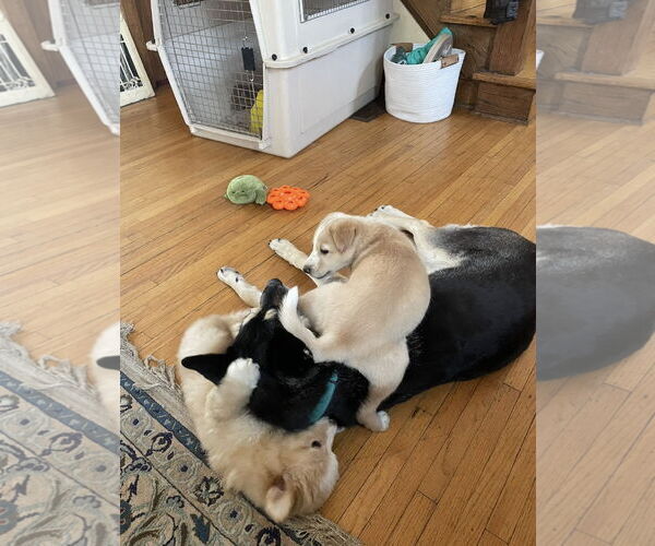 Medium Photo #25 Huskies -Unknown Mix Puppy For Sale in Minneapolis, MN, USA