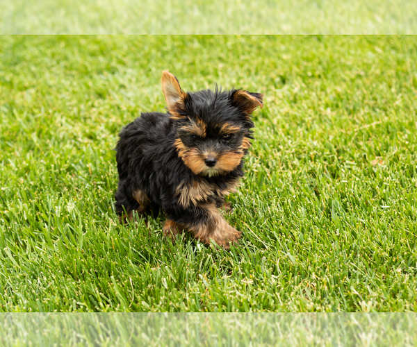 Medium Photo #1 Yorkshire Terrier Puppy For Sale in NAPPANEE, IN, USA