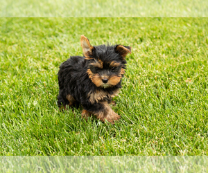 Yorkshire Terrier Puppy for sale in NAPPANEE, IN, USA