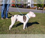 Small Photo #5 American Pit Bull Terrier Puppy For Sale in Glen Allen, VA, USA