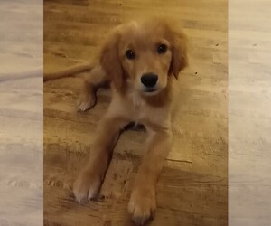 Golden Retriever Puppy for sale in READING, PA, USA