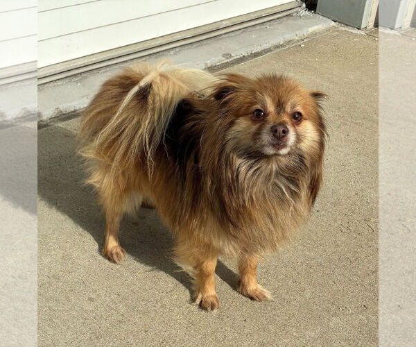 Medium Photo #1 Pomeranian Puppy For Sale in Croydon, NH, USA