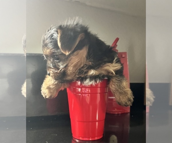 Medium Photo #16 Yorkshire Terrier Puppy For Sale in FORT WORTH, TX, USA