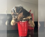 Small Photo #16 Yorkshire Terrier Puppy For Sale in FORT WORTH, TX, USA