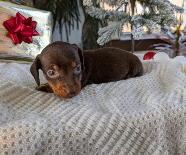Medium Photo #4 Dachshund Puppy For Sale in GOSHEN, IN, USA
