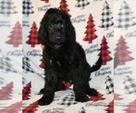 Small Photo #3 Poodle (Standard) Puppy For Sale in ASPERMONT, TX, USA
