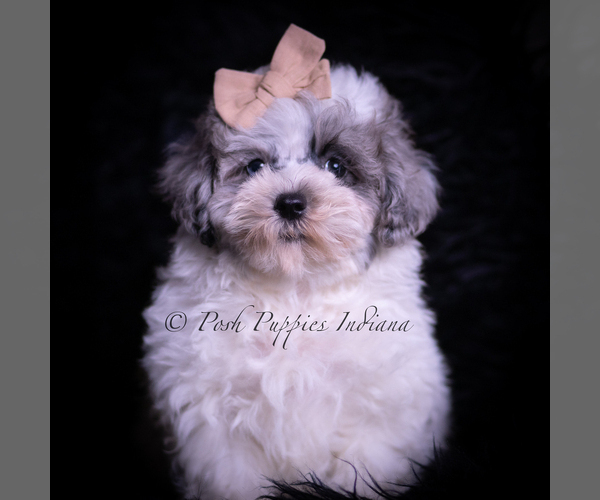 Medium Photo #37 Maltipoo (Miniature) Puppy For Sale in WARSAW, IN, USA