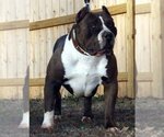 Small Photo #19 American Bully Puppy For Sale in PALMDALE, CA, USA