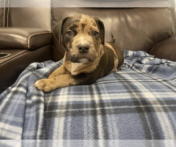 Medium Photo #96 American Bully Puppy For Sale in REESEVILLE, WI, USA