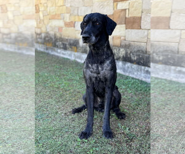 Medium Photo #1 Mutt Puppy For Sale in PIPE CREEK, TX, USA