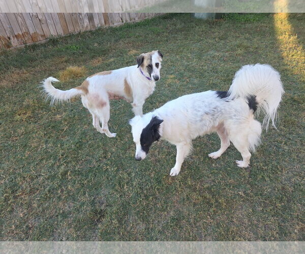 Medium Photo #22 Aussie Pyrenees Puppy For Sale in Houston, TX, USA