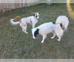 Small Photo #22 Aussie Pyrenees Puppy For Sale in Houston, TX, USA