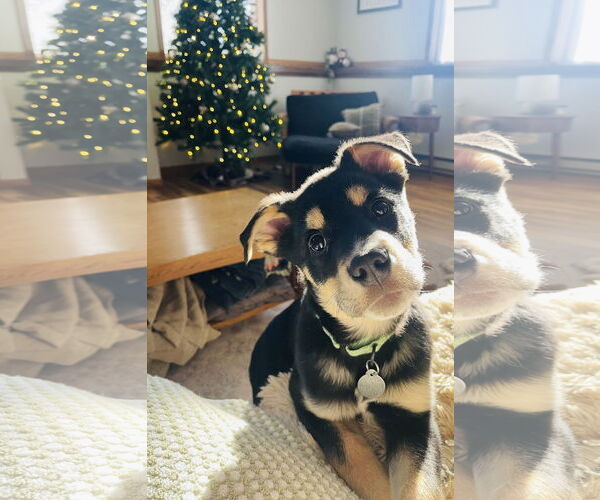 Medium Photo #5 Shepradors Puppy For Sale in Princeton, MN, USA